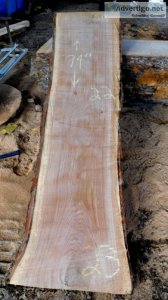 White Oak Hard Wood Rough Cut Slab 20220213-001