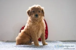 Emily Mini Goldendoodle