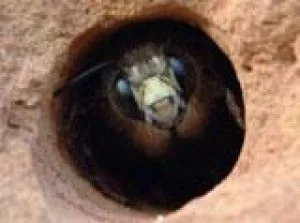 Carpenter Bee Control in Atlanta
