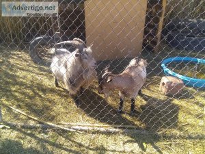 Young Adult Nigerian Breeding Pair Goats