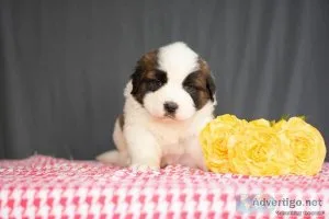 Daisy - Saint Bernard