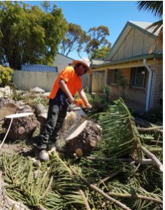 Tree Removal Waikiki  Shayne s Tree Services