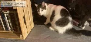 Looking for a good home for cat