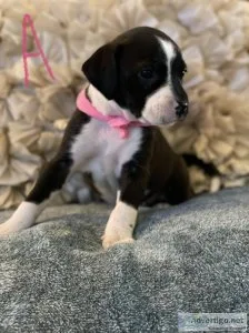 Brittany Spaniel  Formosan Mountian Dog Puppies