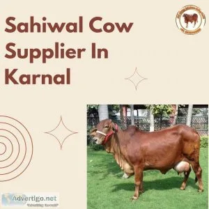 Sahiwal cow supplier in karnal | jai shree krishna dairy farm