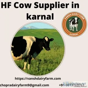 Hf cow supplier in karnal | vansh dairy farm