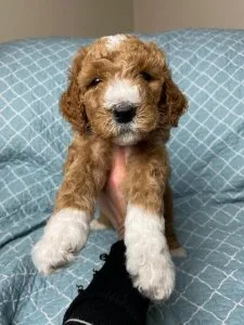 www.silverbelldoodle s.net