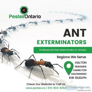 Ant Exterminator in Niagara