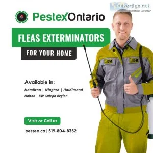 Flea Exterminator in Niagara