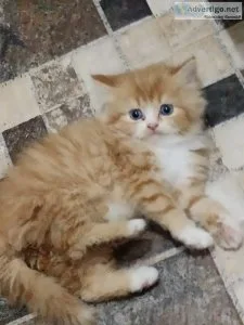 Cats for sale