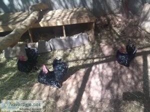 Pekin Ducks   Japanese Serama Tiny Adult Roosters