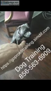 Board obedience program dog