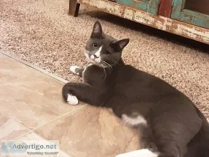 Cat to good home