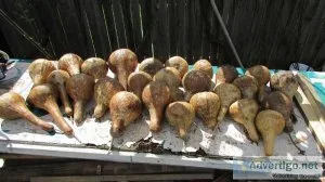 Gourds