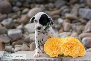 Skye Dalmatian