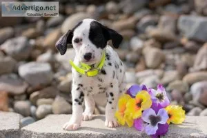 Star Dalmatian