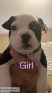 American Bullies