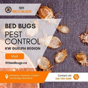 Bed Bug Treatment Guelph