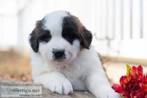Sandy Saint Bernard