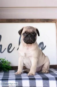 Luke Pug