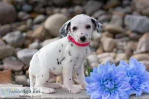 Marshall Dalmatian
