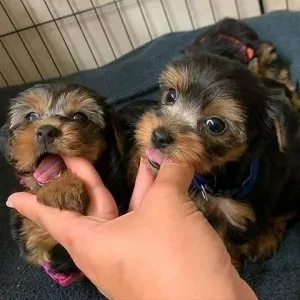 I am giving out Two Puppies
