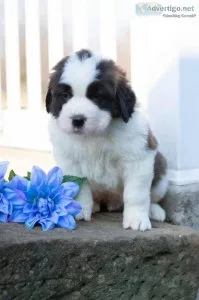 Clifford Saint Bernard
