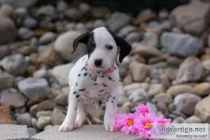Chloe Dalmatian