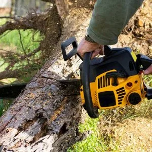 Best Tree Cutting Contractors in Toronto