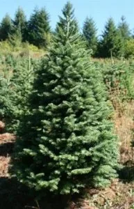 Buy Christmas Trees Delivered 5 Foot Premium Balsam