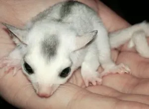 sugar glider for sale