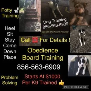 Commands obedience training