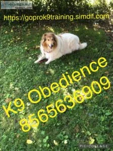Controlling Ur dogs Obedience 