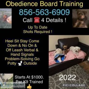 Obedience training is offered !