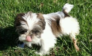 Beautiful male and female Shih Tzu puppies