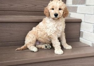 Home raised Golden Doodle puppies available