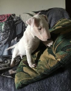 Well socialized Bull Terrier puppies