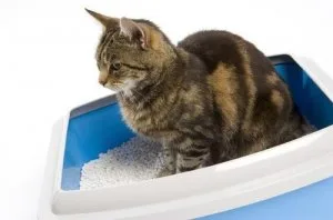 Cat Litter Sand from Online