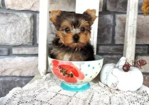 AKC teacup Yorkie puppies