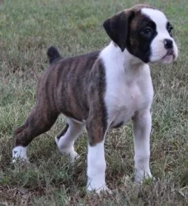 Healthy male and female Boxer puppies