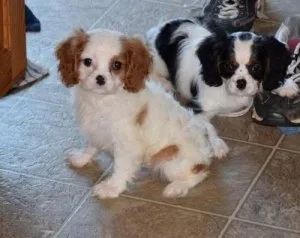Adorable Cavalier King Charlese Spaniel puppies