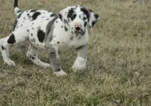 Well socialized Great Dane puppies