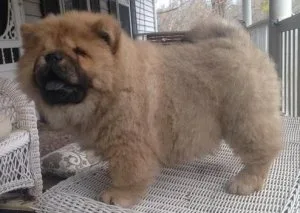 Home raised Chow Chow puppies