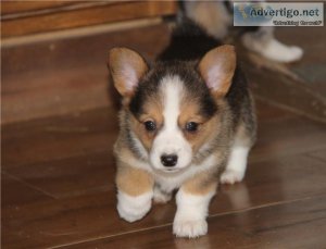 Very nice and healthy Pembroke Welsh Corgi puppies