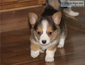 Very nice and healthy Pembroke Welsh Corgi puppies