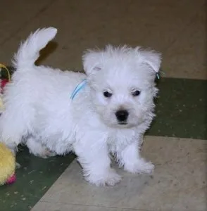 Greatest West Highland White Terrier puppies