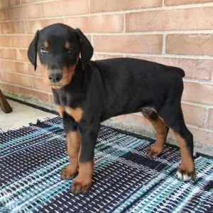 Male and female Doberman Pinscher puppies