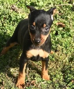 Male and female Miniature Pinscher puppies