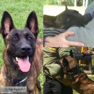 Dutch shepherd pups