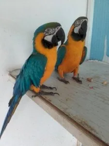 Very sweet Blue and Gold Macaw Parrots